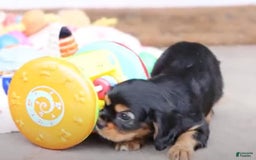 Cavalier King Charles Spaniel dogs for sale: Theo - Image 6