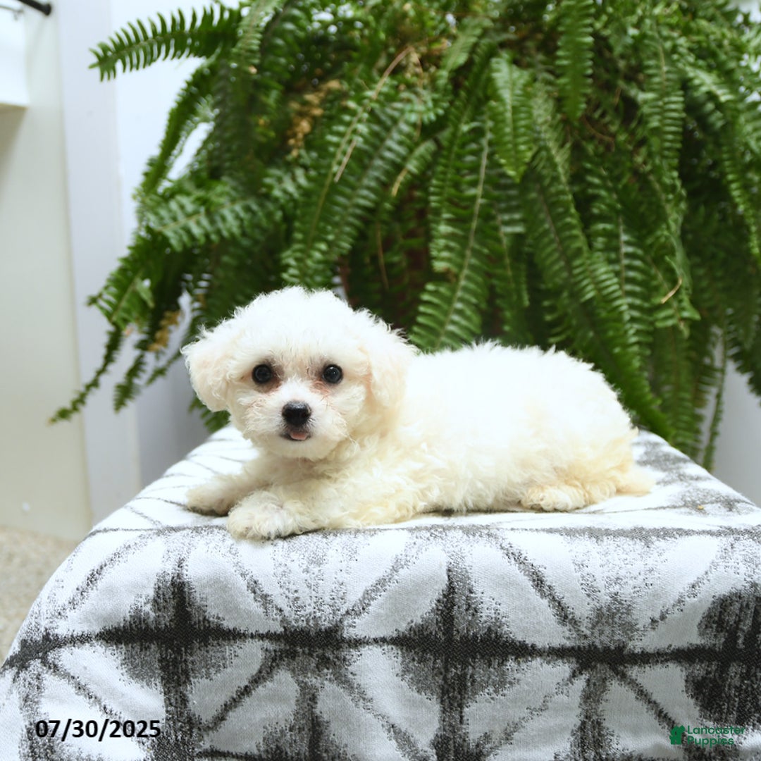 Bichon Frise dogs for sale: Zoey - Image 5