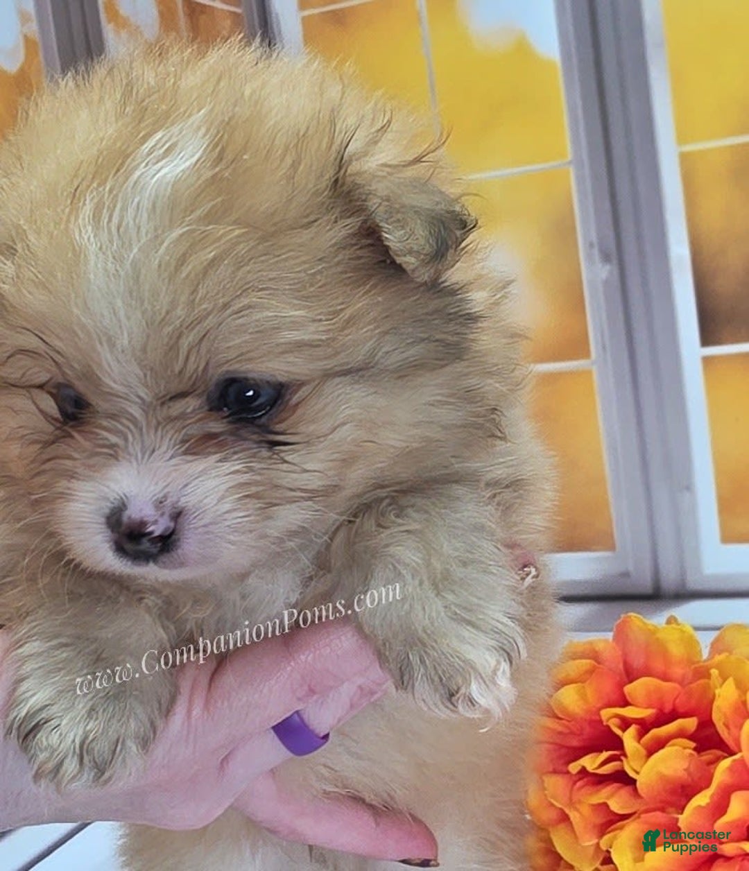 Pomeranian dogs for sale: Snuggles - Champion Lines - Image 8