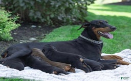 Doberman Pinscher dogs for sale: Bruno - Image 5