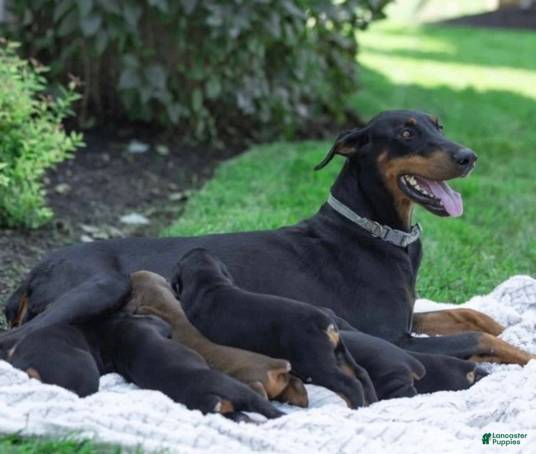 Doberman Pinscher dogs for sale: Bruno - Image 5