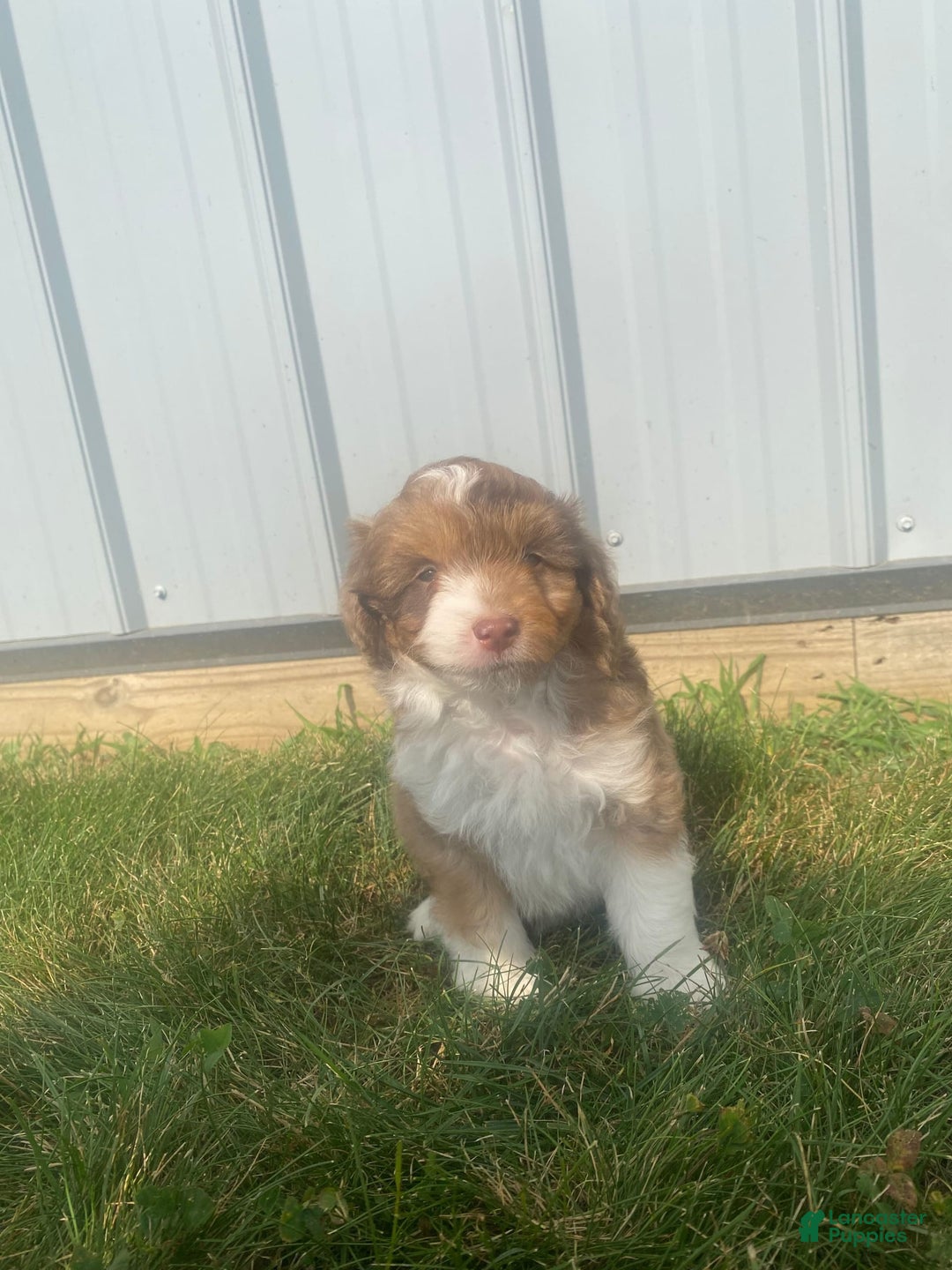 Mini Aussiedoodle dogs for sale: Bandit - Image 9