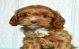 Cavapoo dogs for sale: Layla - Image 3