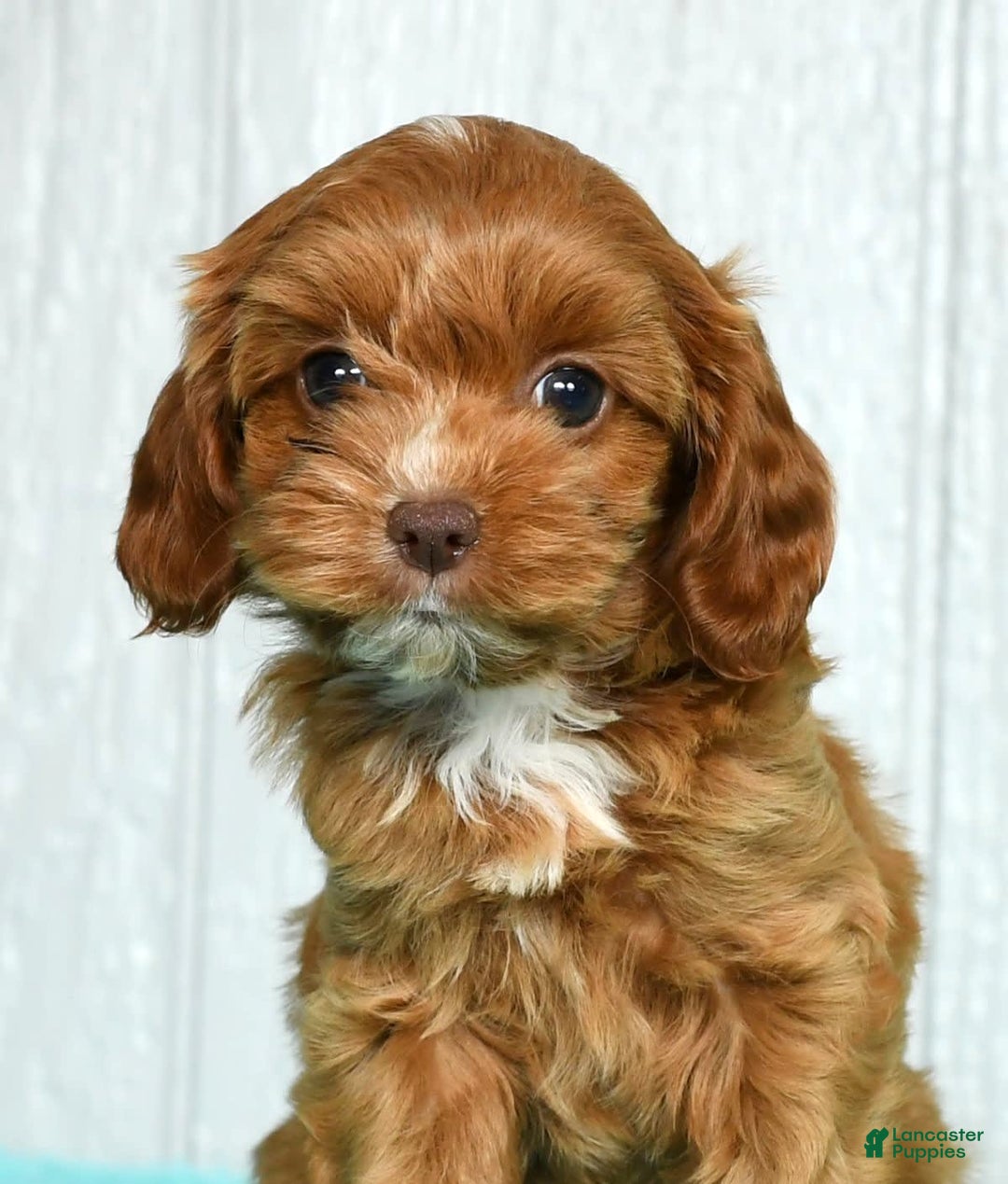 Cavapoo dogs for sale: Layla - Image 3