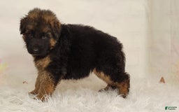 German Shepherd dogs for sale: Tyra - Image 5