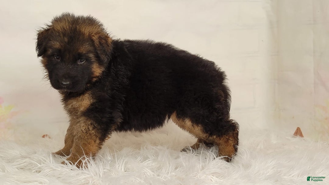 German Shepherd dogs for sale: Tyra - Image 5