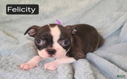 Boston Terrier dogs for sale: Felicity - Image 2