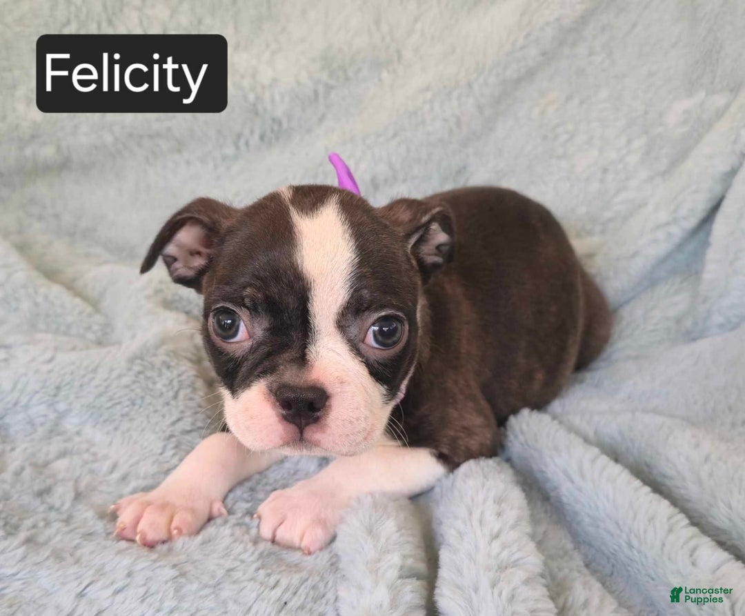 Boston Terrier dogs for sale: Felicity - Image 2