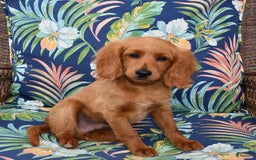 Forever dogs for sale: Tucker - Image 4