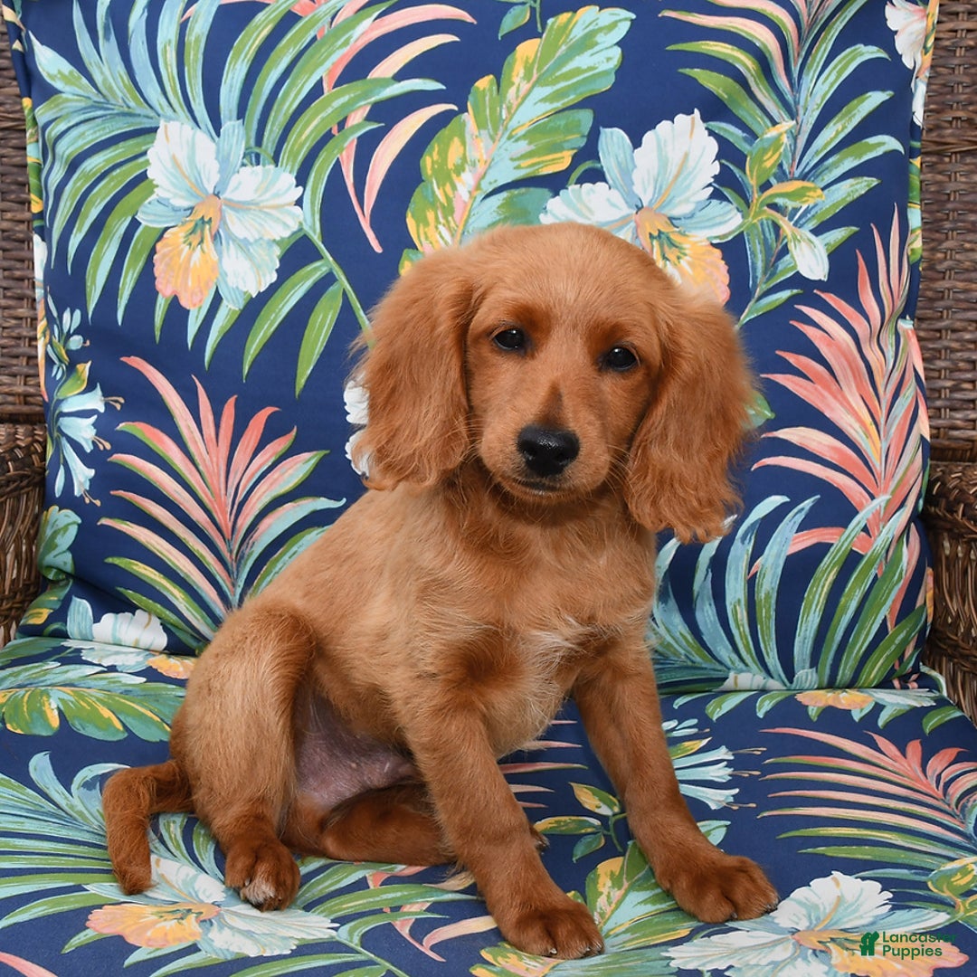 Forever dogs for sale: Tucker - Image 4