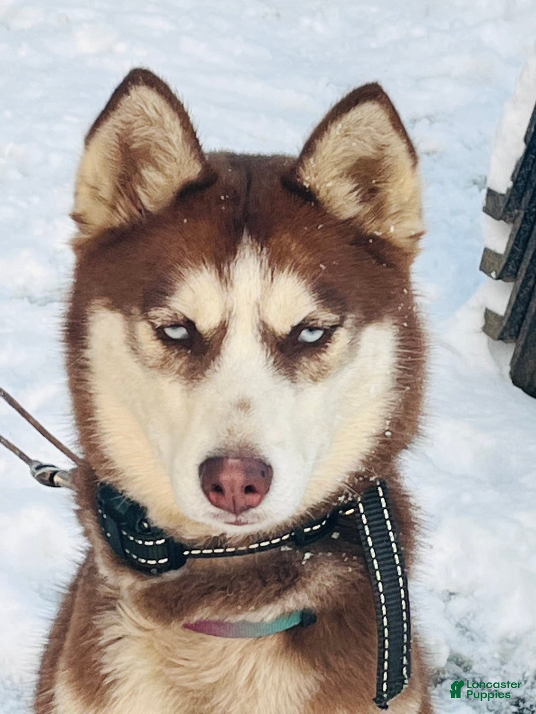 Siberian Husky dogs for sale: Skunky - Image 10
