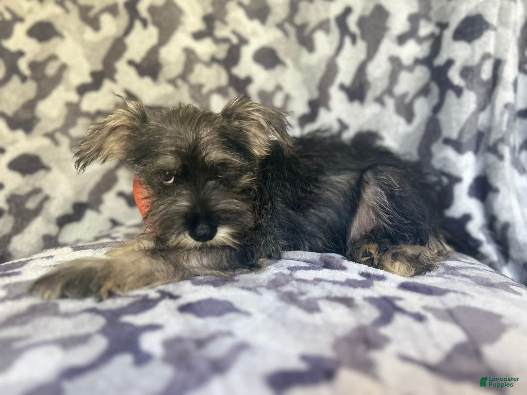 Miniature Schnauzer dogs for sale: Huck - Image 3