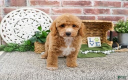 Miniature Poodle dogs for sale: Ruben - Image 5