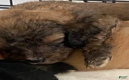 Bernedoodle dogs for sale: Baby Caramelo - Image 7