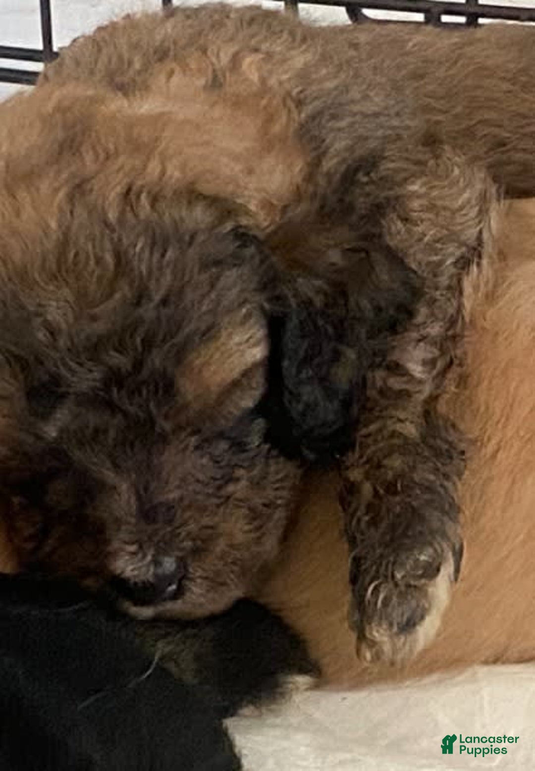 Bernedoodle dogs for sale: Baby Caramelo - Image 7