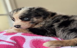 Australian Shepherd dogs for sale: Gwen - Image 7