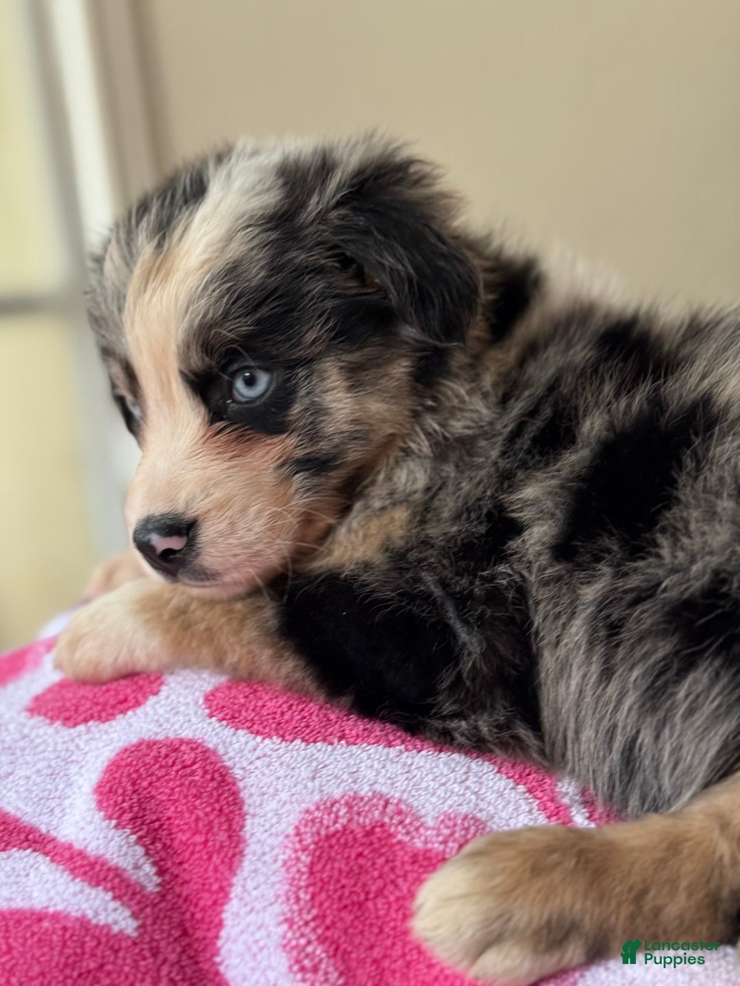 Australian Shepherd dogs for sale: Gwen - Image 7