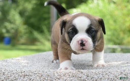 French Bulldog dogs for sale: Bentley mini bulldogge - Image 23