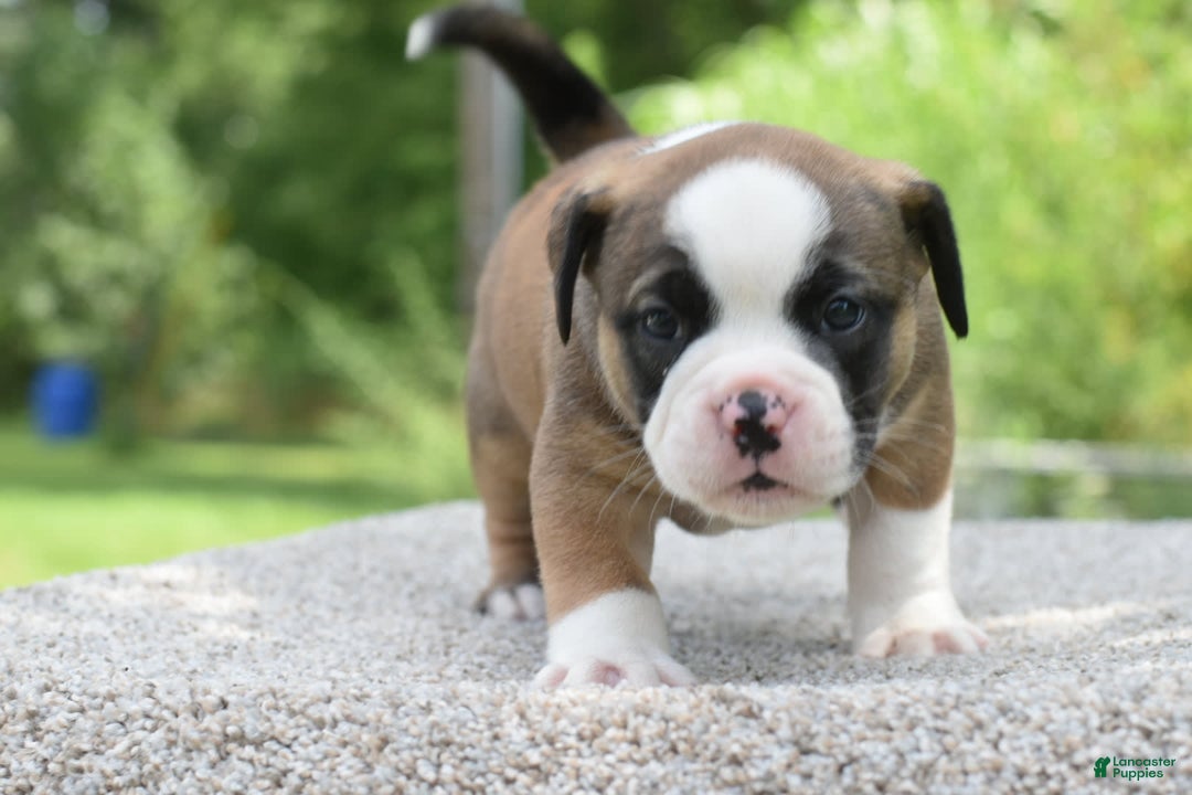 French Bulldog dogs for sale: Bentley mini bulldogge - Image 23