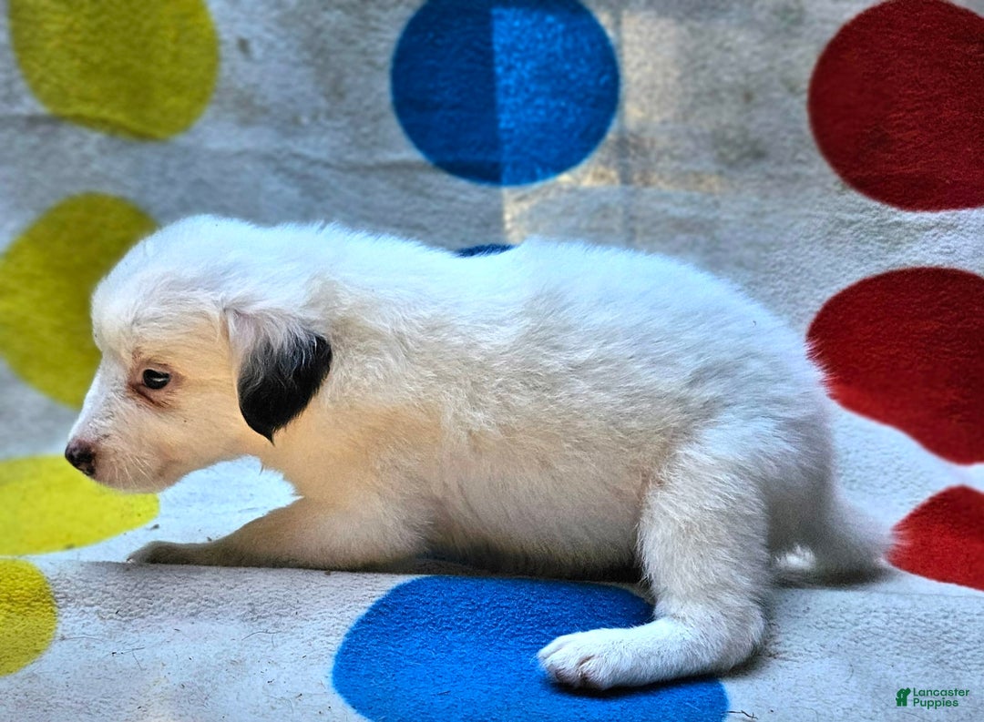 Border Collie dogs for sale: Grace - Image 6