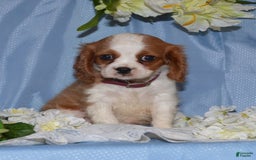 Cavalier King Charles Spaniel dogs for sale: Destiny - Image 2