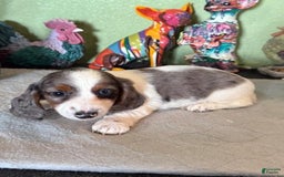 Miniature Dachshund dogs for sale: Gilly - Image 5
