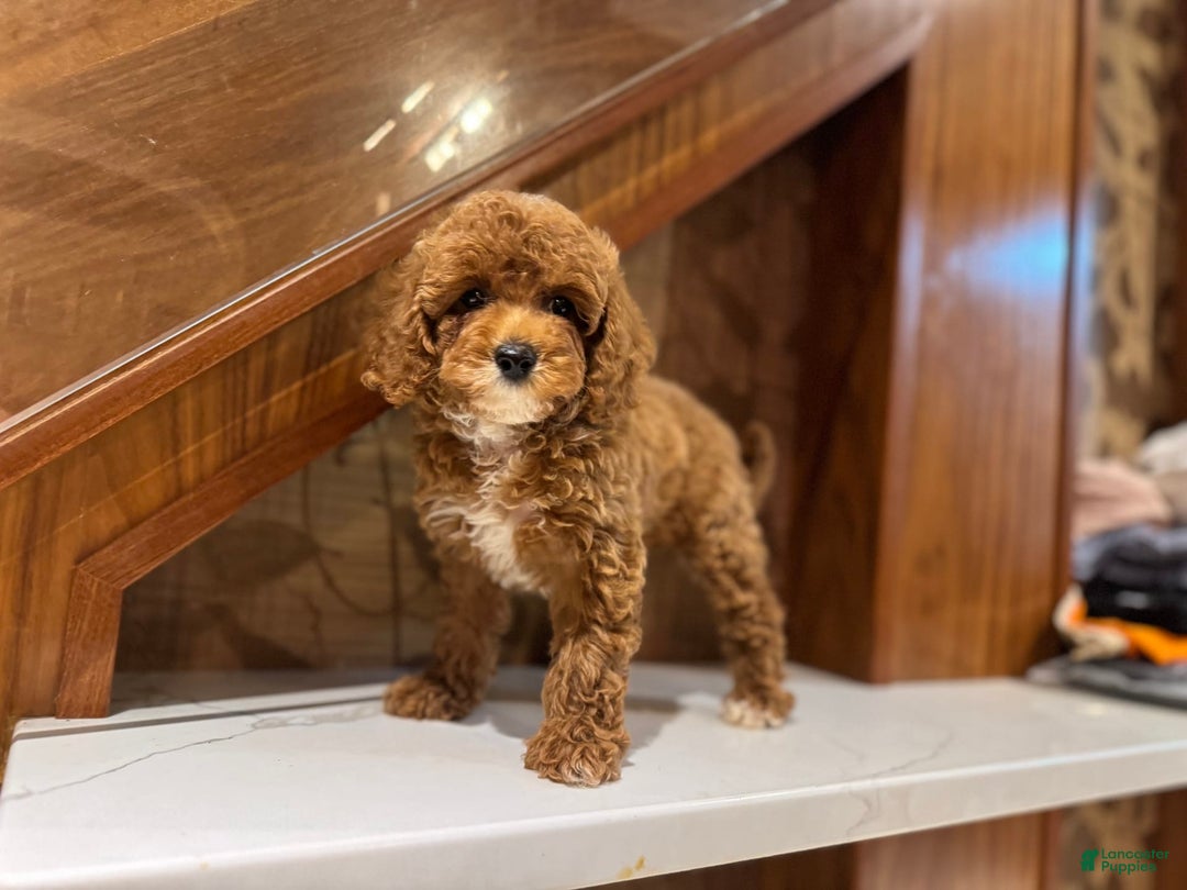 Cavapoo dogs for sale: Bebe - Image 4