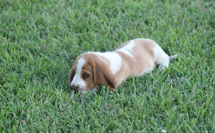 Basset Hound dogs for sale - Ad 4