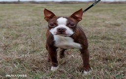 Boston Terrier dogs for sale: Dolly - Image 5