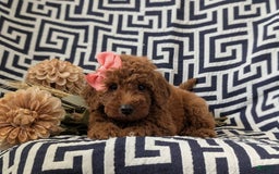 Mini Goldendoodle dogs for sale: Juliet Genetic Testing - Image 7
