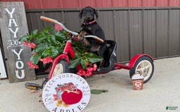 Doberman Pinscher dogs for sale: Marie - Image 3