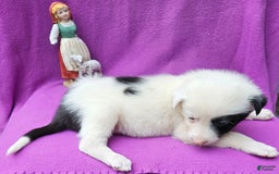 Border Collie dogs for sale: Bambi - Image 18