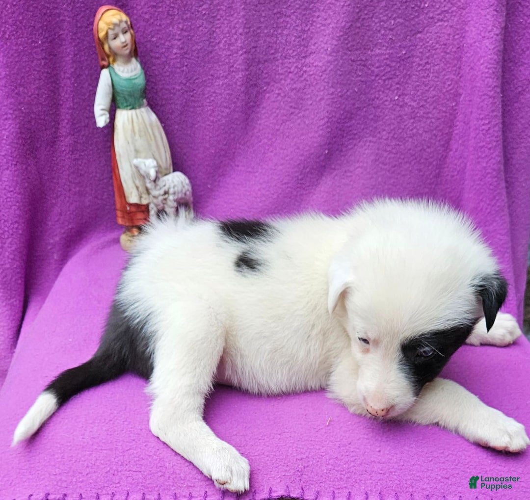 Border Collie dogs for sale: Bambi - Image 18