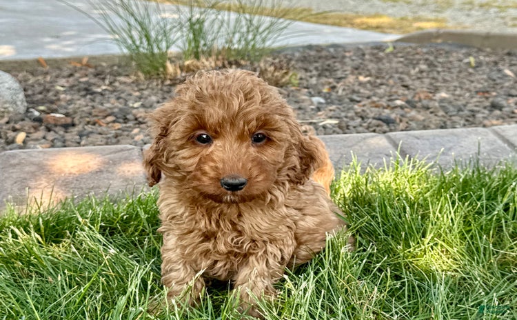Cockapoo dogs for sale - Ad 3