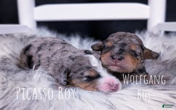 Mini Bernedoodle dogs for sale: Wolfgang - Image 5