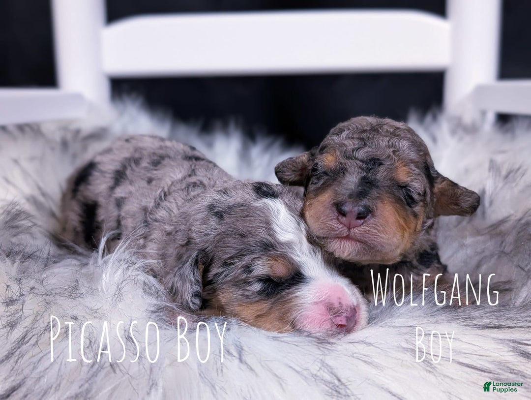 Mini Bernedoodle dogs for sale: Wolfgang - Image 5