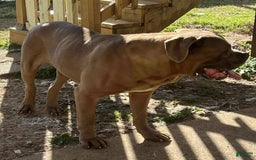 Cane Corso dogs for sale: Fawn male - Image 3