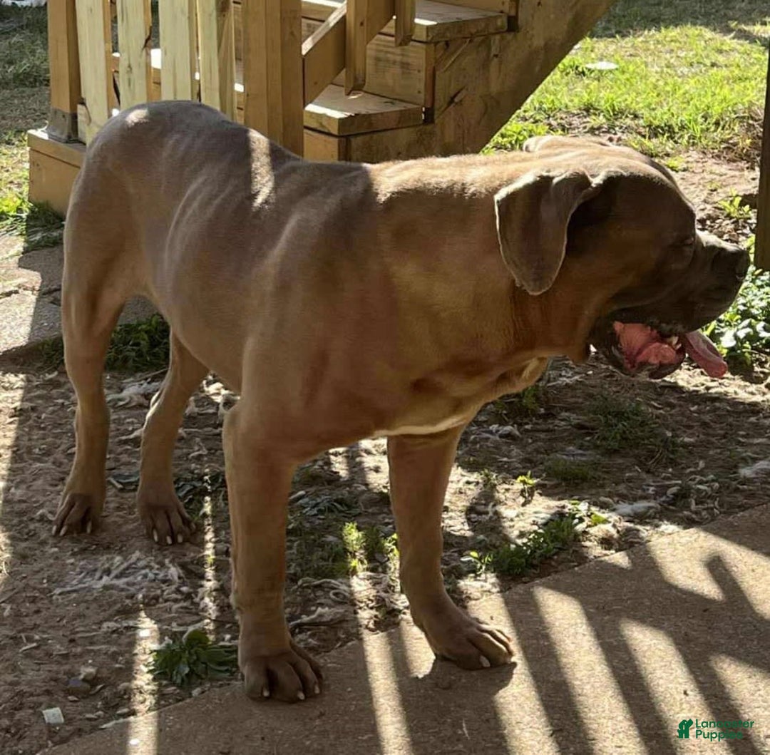 Cane Corso dogs for sale: Fawn male - Image 3
