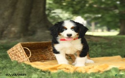 Bernedoodle dogs for sale: Ginger - Image 8