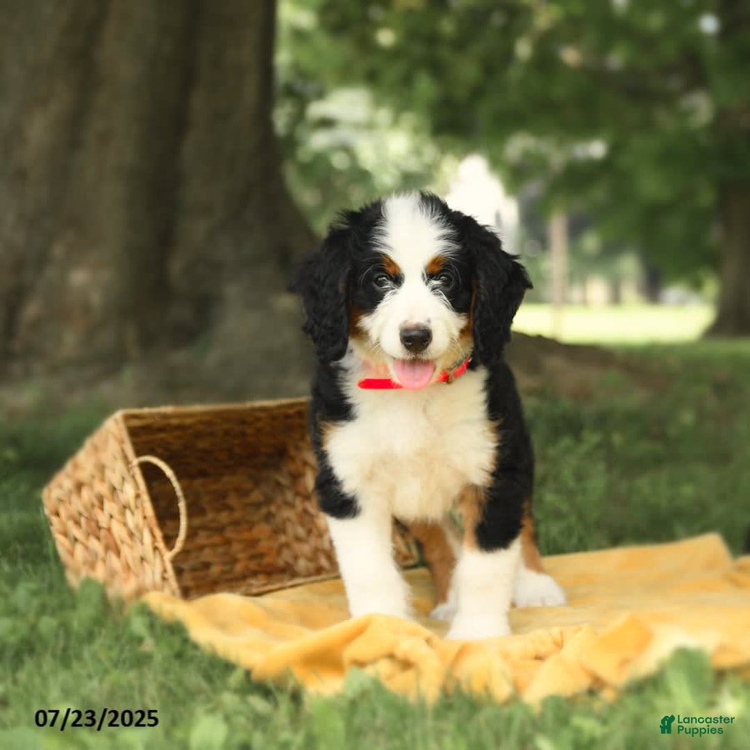 Bernedoodle dogs for sale: Ginger - Image 8