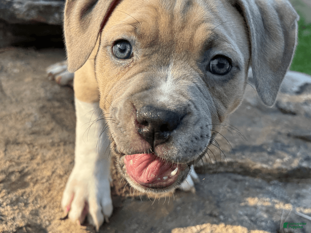 American Pit Bull Terrier dogs for sale: Russ - Image 5