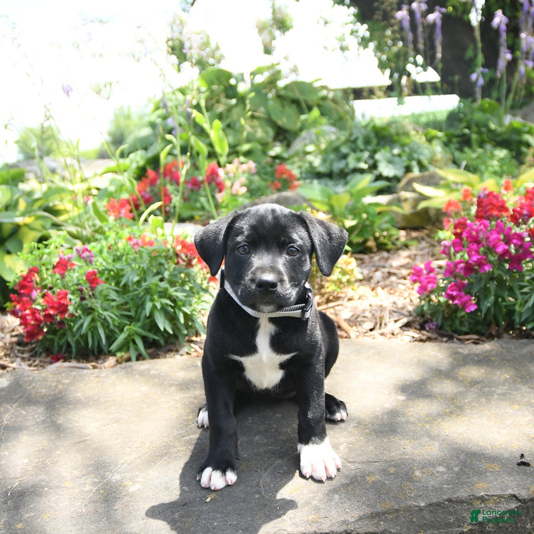 Australian Cattle Dog dogs for sale: Freda - Image 2