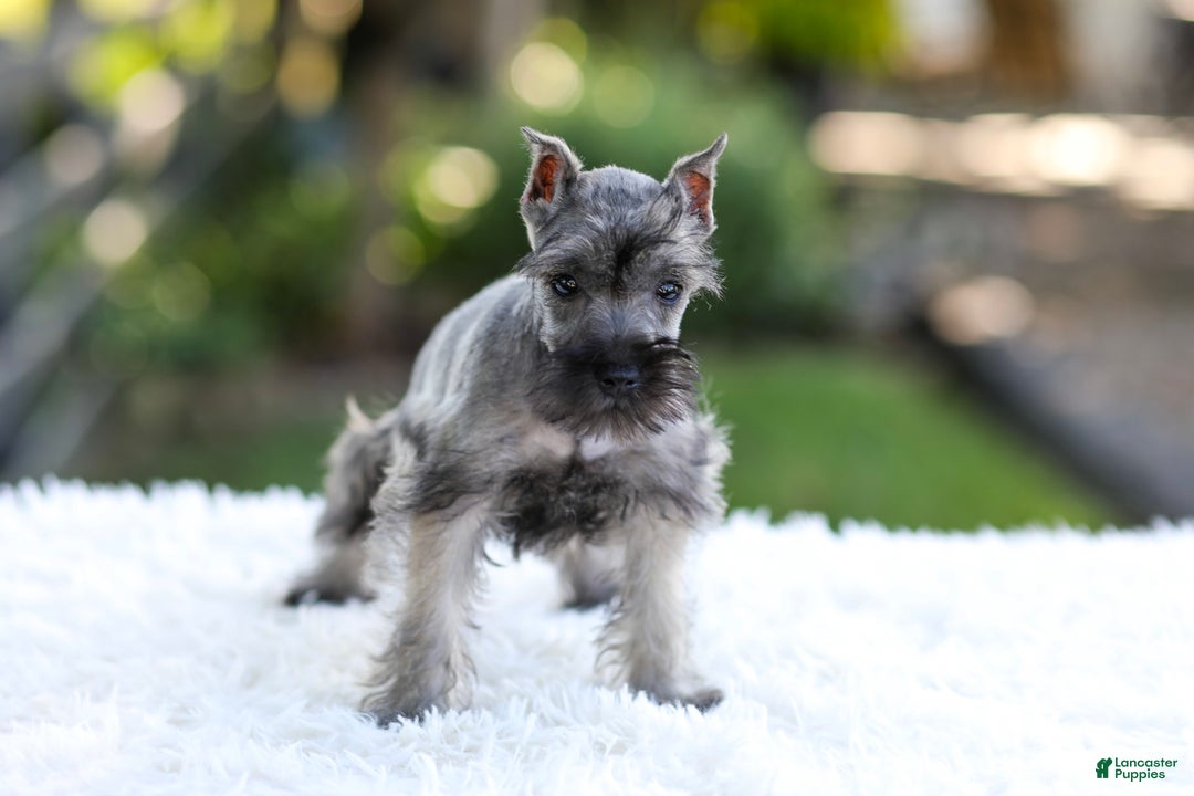 Miniature Schnauzer dogs for sale: Baxter - Image 2
