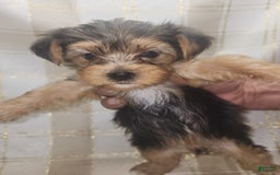 Yorkshire Terrier dogs for sale: Alexa - Image 2