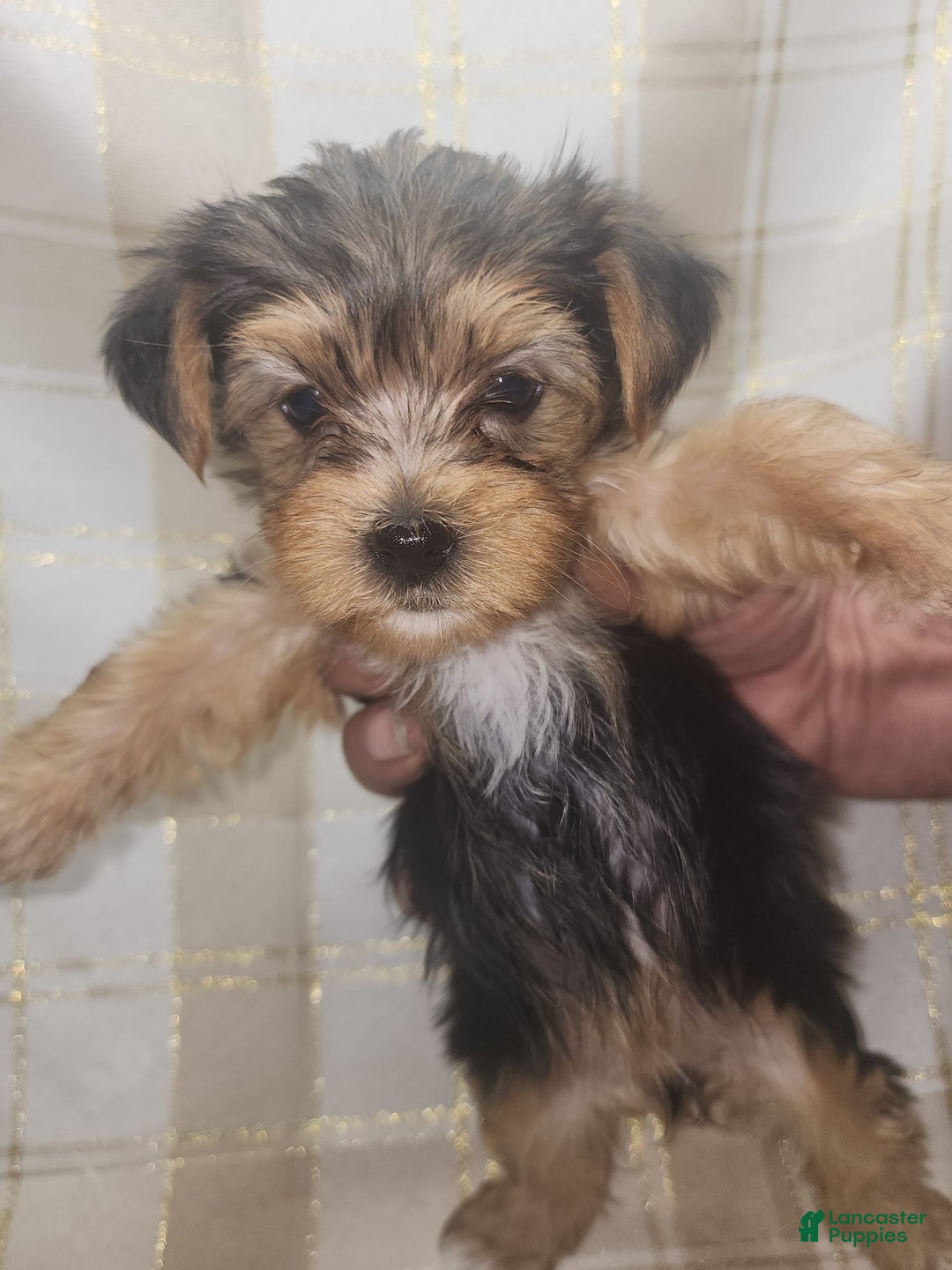 Yorkshire Terrier dogs for sale: Alexa - Image 2