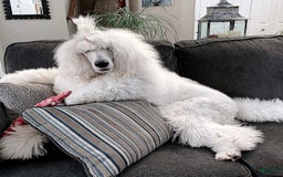 Labradoodle dogs for sale: Sarah - Image 5