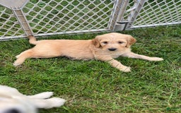 Goldendoodle dogs for sale: Rachel - Image 3
