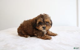 Shihpoo dogs for sale: Lady - Image 11