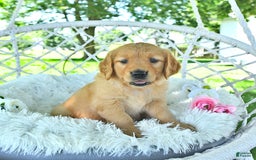 Golden Retriever dogs for sale: Aleigha - Image 15