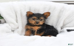 Yorkshire Terrier dogs for sale: Buttercup - Image 3
